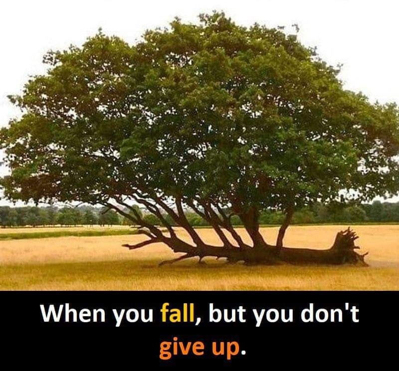 This meme is a visual joke that uses a picture of a tree that has fallen over, but still has a few branches and leaves that are still alive. The text that appears in the image says "When you fall, but you don't give up" and is written in a way that the word "fall" is in a different color than the rest of the text, and the word "don't" is in a different color than the rest of the text. The meme is making a humorous point about perseverance and resilience.