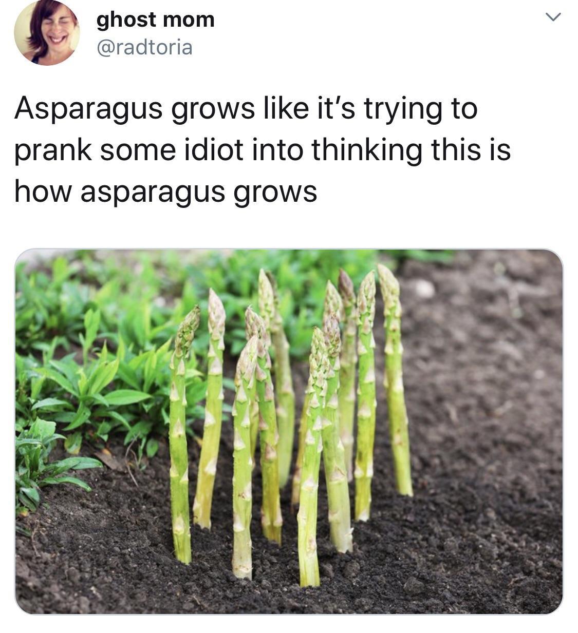 The meme is a humorous take on the idea that asparagus is a plant that can grow in a way that's similar to how people might try to prank someone. The text in the image reads: "Asparagus grows like it's trying to prank someone, 'Hey, look over here!'".