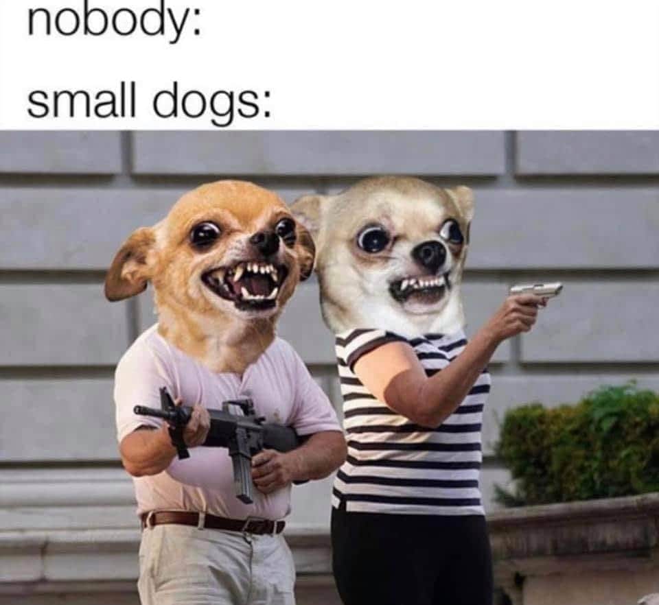 This meme is a humorous image of two dogs, one small and one large, in a pose that suggests they are about to engage in a violent or intimidating situation. The text "nobody: / small dogs:" appears above the image, implying that the image is a satirical commentary on the stereotype that small dogs are fierce or aggressive. The image is likely intended to be humorous and ironic, rather than a serious commentary on dog behavior.