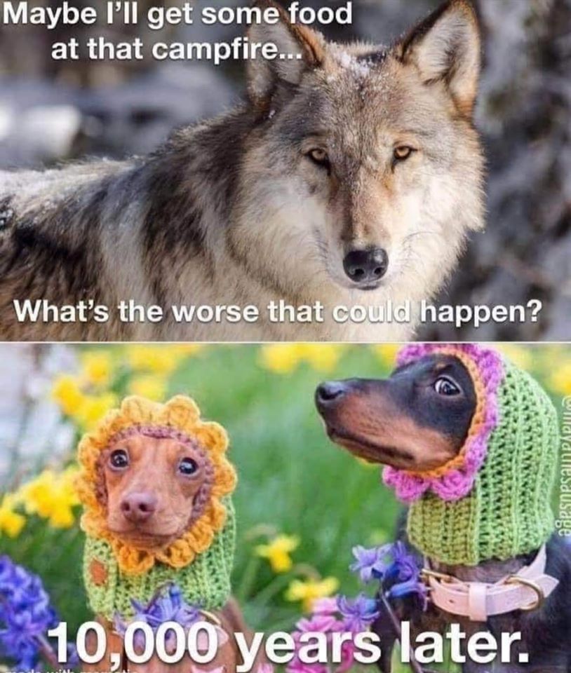 This meme is a humorous comparison between two animals. The top image features a wolf with the caption "Maybe I'll get some food at that campfire..." and the bottom image features two dogs wearing silly costumes, with the caption "10,000 years later".