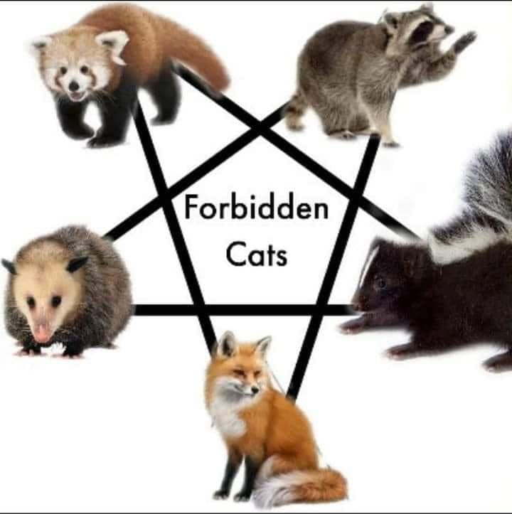 This meme is a humorous representation of the idea that certain animals are considered "cute" or "feminine" and are therefore forbidden from being cats. The image features a series of animals that are often stereotyped as being "feminine" or "cute," such as a red panda, a raccoon, an opossum, a skunk, and a fox, all surrounded by the text "Forbidden Cats." The meme is poking fun at the idea that these animals are somehow not allowed to be cats, implying that they are somehow not "manly" or "masculine."