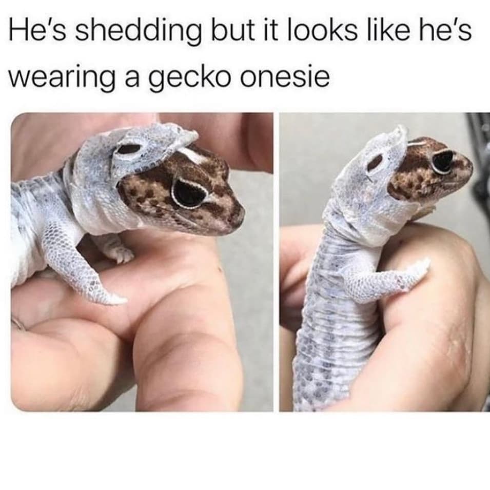 This meme is a humorous image of a gecko wearing a onesie, with the text "He's shedding but it looks like he's wearing a gecko onesie" above it. The gecko is covered in a thin layer of skin that is peeling off, making it look like it's wearing a tiny onesie. The image is meant to be amusing and lighthearted, poking fun at the gecko's awkward appearance.