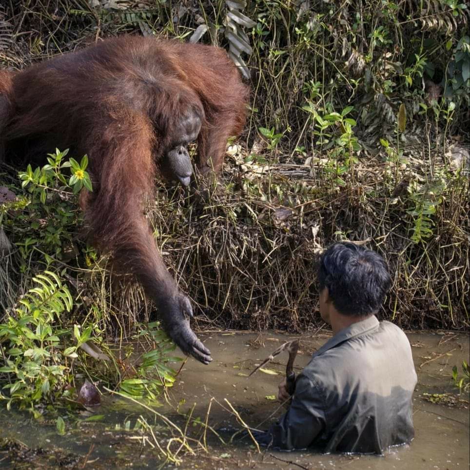 The meme features a photo of a person sitting in a muddy pit, surrounded by a large male orangutan who is reaching out to him. The text overlayed on the image reads "When you finally get a job at the zoo and the new guy is already making friends with the boss."