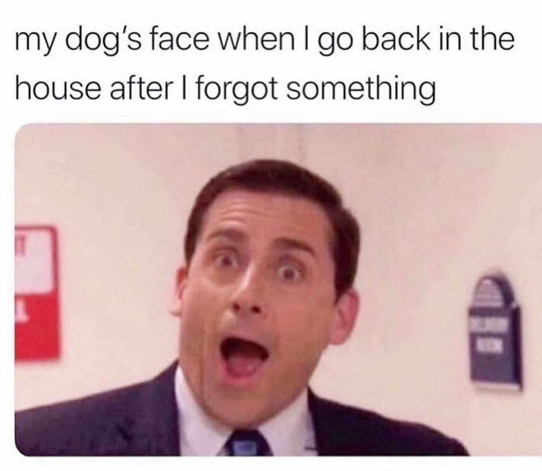 This meme is a humorous image of Steve Carell's character from the TV show "The Office", looking shocked and confused. The text above the image reads: "my dog's face when I forget to feed him". The meme is a lighthearted way to poke fun at the frustration and disappointment that can come from forgetting to take care of one's pet.
