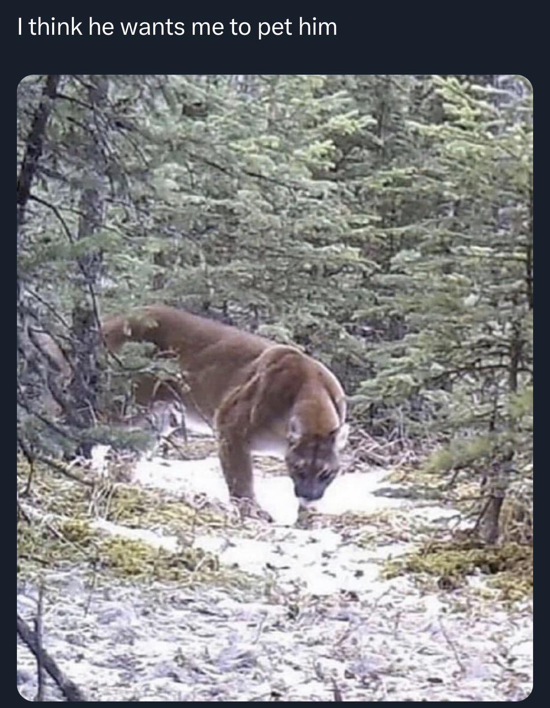 This meme is a humorous image of a large, fluffy, and adorable-looking bear cub in a forest, with the caption "I think he wants me to pet him". The image is likely meant to be ironic or humorous, as the bear cub appears to be a large and intimidating animal, but the caption suggests that it is actually a friendly and affectionate creature. The meme is likely intended to poke fun at the idea that someone would want to pet a large and powerful animal, and the image is meant to be humorous and lighthearted.
