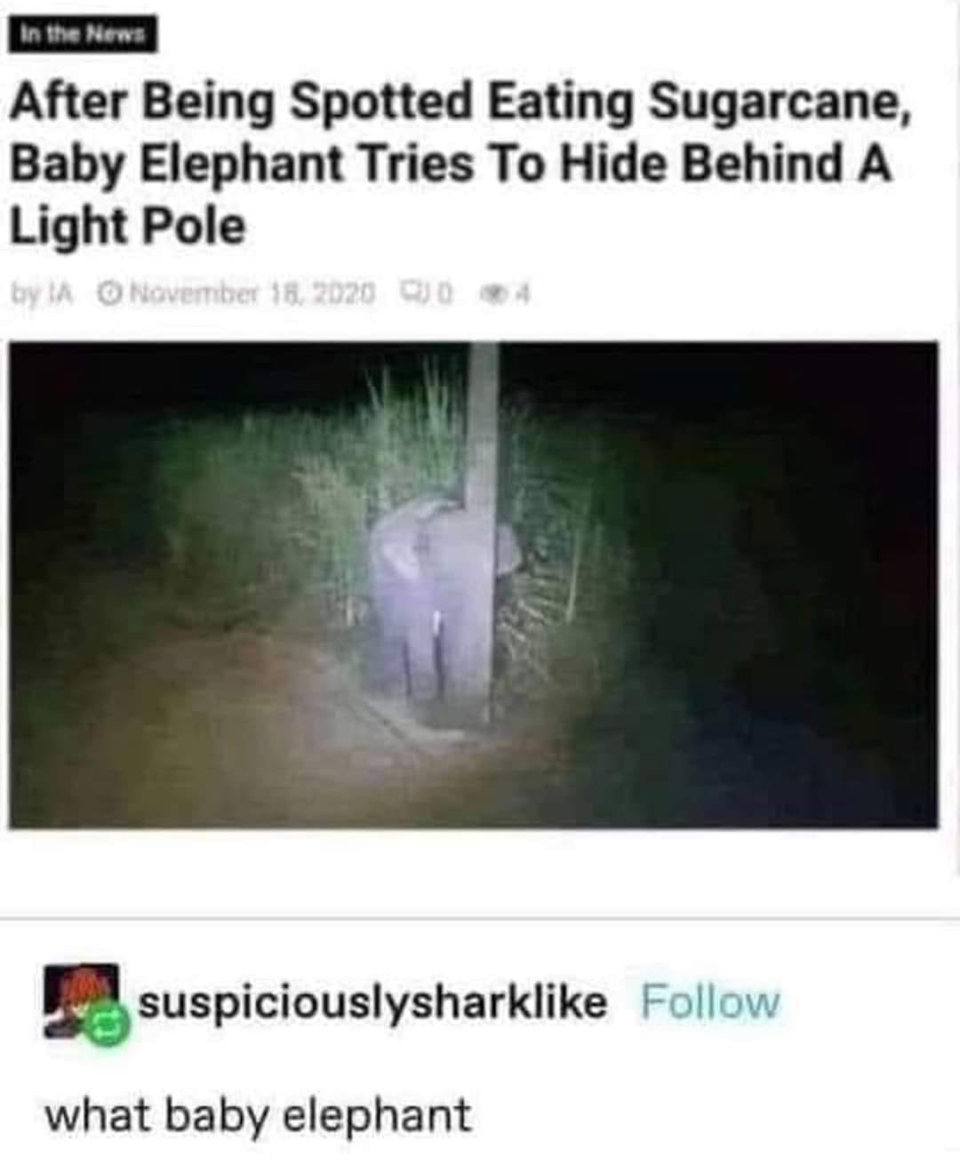 This meme is a screenshot of a news article with a headline that reads "After Being Spotted Eating Sugarcane, Baby Elephant Tries to Hide Behind a Light Pole." The article is accompanied by an image of a baby elephant trying to hide behind a light pole, but it's actually trying to hide behind a tree, and the joke is that it's doing it poorly and is actually making itself more visible. The text below the image reads "what baby elephant".