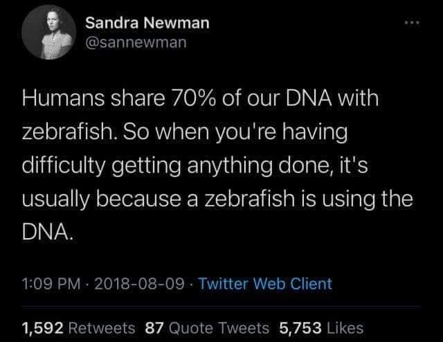 This meme is a humorous comparison between the amount of genetic material humans share with other animals. The text "Humans share 70% of our DNA with chimpanzees. So when you're having trouble doing anything, it's because a chimpanzee is inside you, directing your actions." is replaced with "Humans share 70% of our DNA with zebrafish. So when you're having trouble doing anything, it's because a zebrafish is inside you, directing your actions."