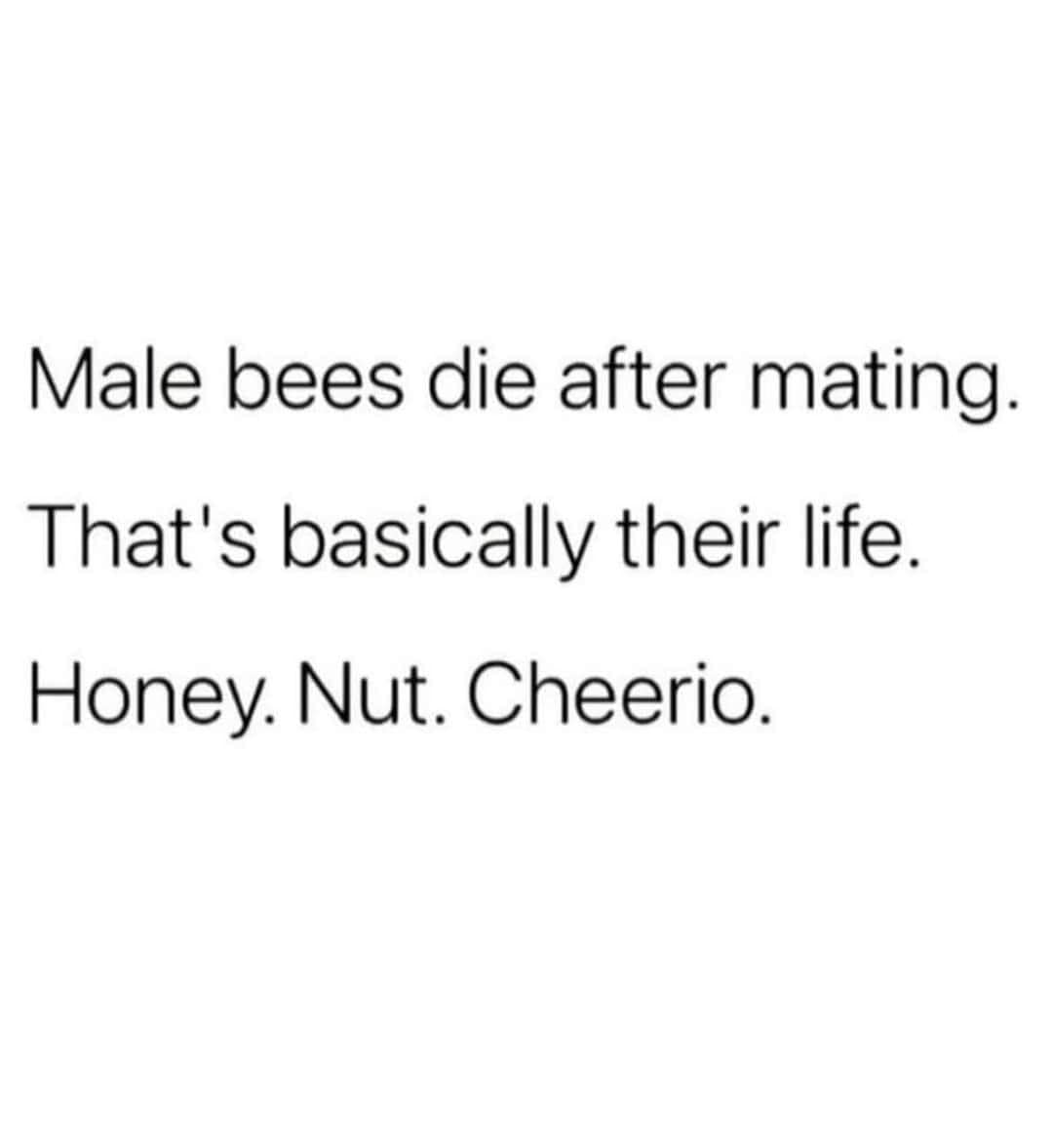 This meme is a humorous take on the classic "bees" joke. It starts with "Male bees die after mating" and then adds "That's basically their life." The punchline is "Honey. Nut. Cheerio." The text is a playful way of saying that male bees' lives are short and sweet, and the joke is that the words "honey", "nut", and "cheerio" are all related to food, implying that the male bees' lives are short and that they're just a "honey" (sweet), a "nut" (a food), and a "cheerio" (a phrase that means "goodbye" but is also a type of snack).