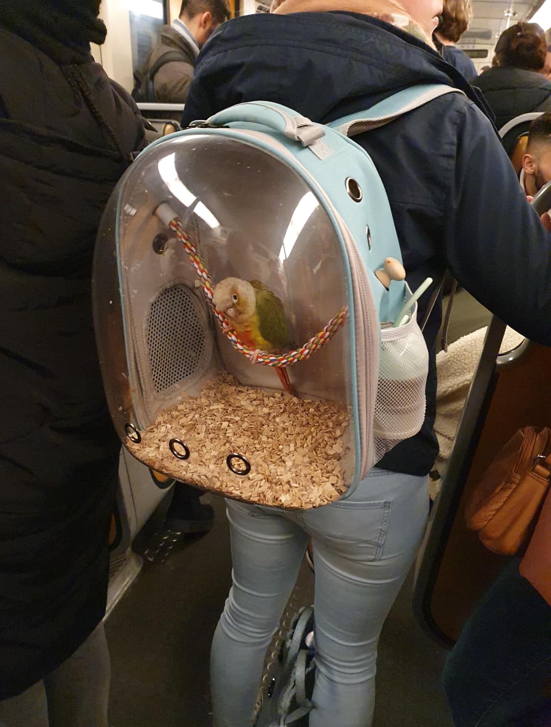 The meme is an image of a woman wearing a backpack with a clear, dome-shaped compartment. The compartment is filled with wood shavings and a small, colorful bird is perched on a swing inside. The text "parrot in a backpack" appears at the top of the image.