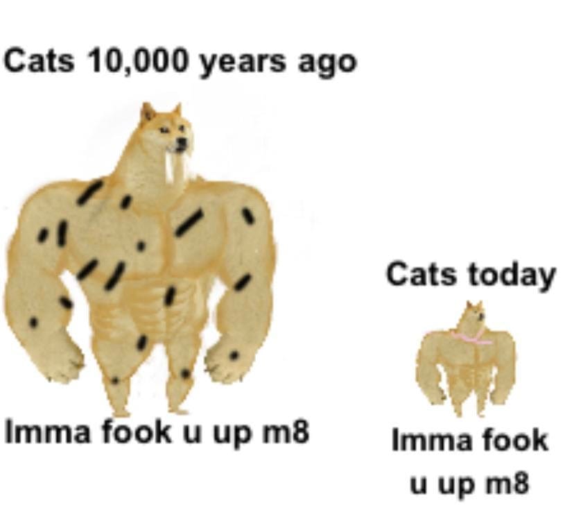 This meme is a humorous comparison of the physical characteristics of cats from 10,000 years ago to modern-day cats. The image shows a cartoon cat with a muscular, lion-like body in the past, and a scrawny, fluffy cat in the present, with the caption "In 10,000 years...". The text also includes the phrase "I'm not saying cats are getting smaller, I'm saying they're just getting lazier".