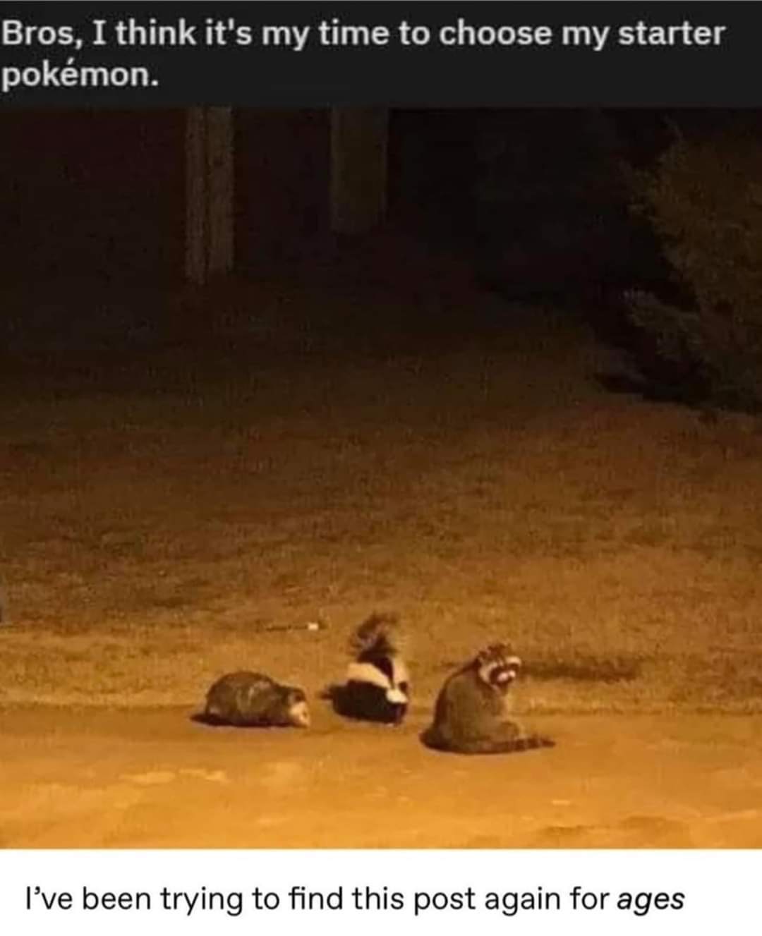 This meme is a humorous comparison between two different scenarios. The top text reads, "Bros, I think it's time to choose my starter Pokémon," which is a reference to the beginning of the popular Pokémon video game series. The image below shows three raccoons sitting on the ground, which is a humorous and unexpected twist on the typical Pokémon starter selection process. The bottom text, "I've been trying to find this post again for ages," is a sarcastic comment implying that the image has been difficult to locate.