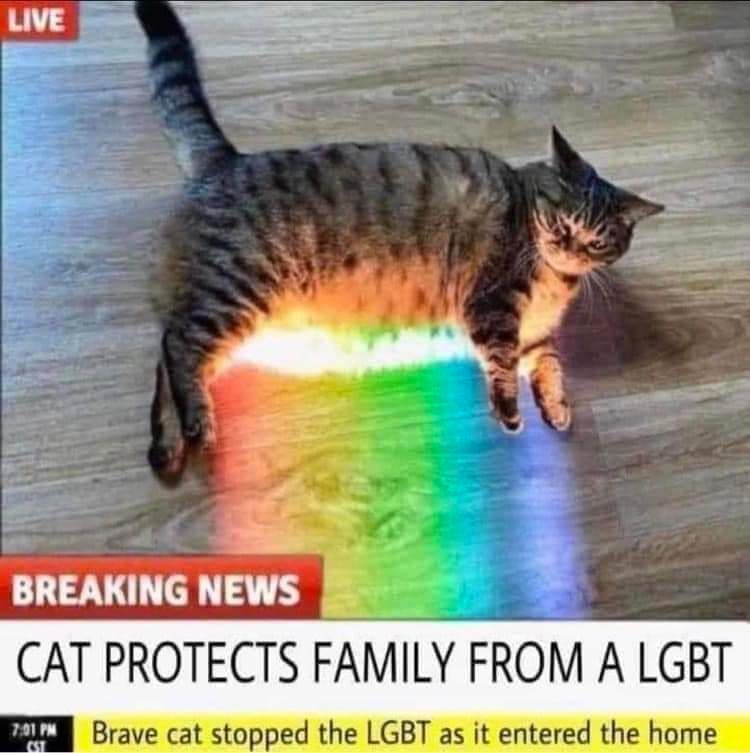 The meme is a play on a news headline, with a photo of a cat sitting in a news anchor's chair, looking serious. The headline reads "CAT PROTECTS FAMILY FROM A LGBT" but the text is distorted to look like a TV news broadcast glitch. The image is meant to be humorous, implying that a cat is protecting a family from something that sounds like "LGBT" (lesbian, gay, bisexual, transgender), but the joke is that the cat is just sitting on the floor.