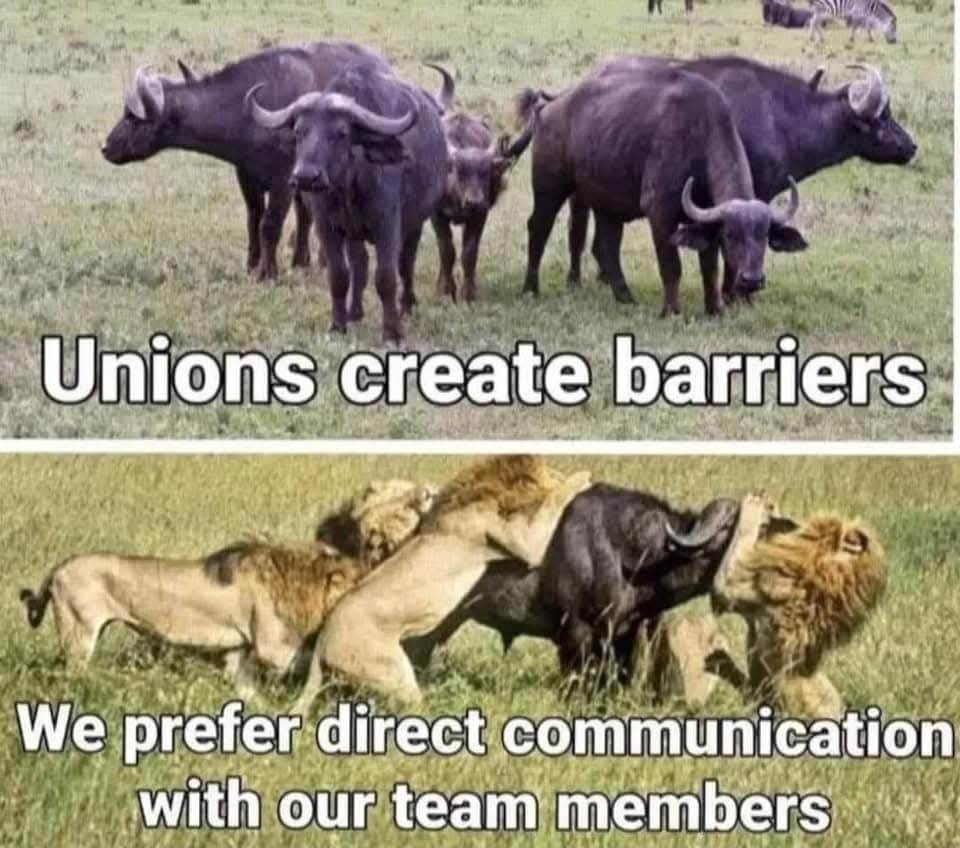 This meme is a humorous comparison between the strength and effectiveness of two types of organizations: unions and teams. The top image shows a single, powerful buffalo, implying that a union can be a strong and effective force. The bottom image shows a group of lions, but instead of attacking, they are all just sitting on the buffalo, implying that a team can be just as effective, but in a more relaxed and collaborative way. The text "Unions create barriers" and "We prefer direct communication with our team members" is used to contrast the two approaches.