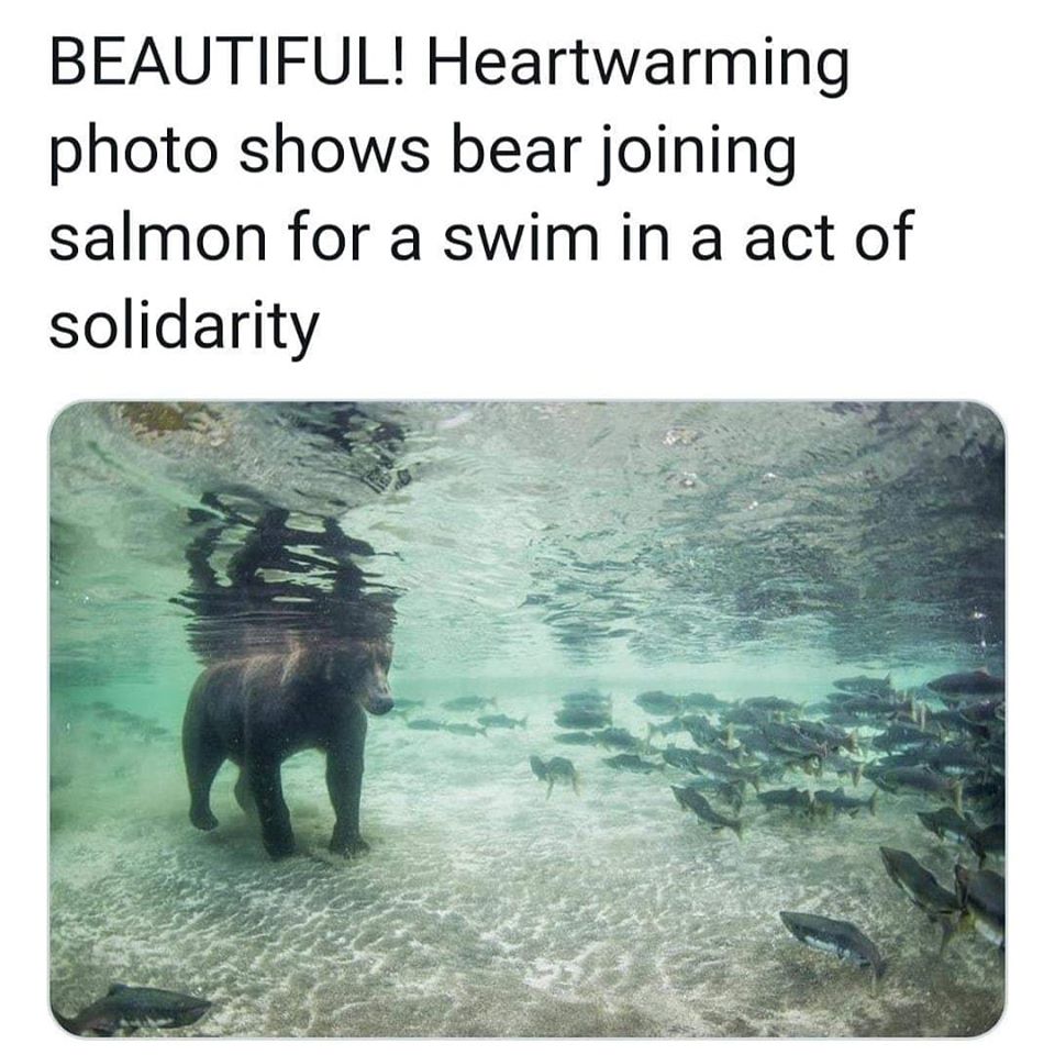This meme is a humorous image that juxtaposes two seemingly unrelated things: a bear and a school of fish. The text at the top of the image reads "BEAUTIFUL! Heartwarming photo shows bear joining salmon for a swim in a act of solidarity" in a sarcastic tone, implying that the bear is actually attacking the fish, not joining them. The image itself shows a bear swimming in a lake or river, surrounded by a school of frightened fish.