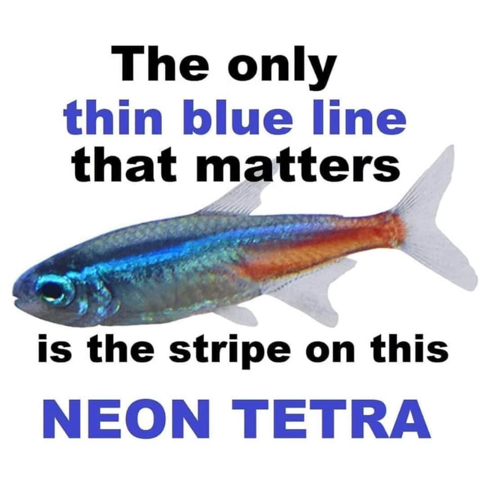 This meme is a humorous image featuring a small fish with a bold, colorful pattern. The text above the fish reads "The only thing...". Below the fish, the text continues "...that matters is the stripe on this NEON TETRA." The image is a playful joke about the importance of a single distinctive feature, in this case, the vibrant stripe on the neon tetra fish.