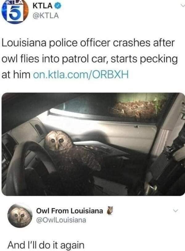 The meme is a joke about a police officer who is distracted by a bird in their car, but it's actually a joke about a police officer who is distracted by an owl in their car. The text "I've got a bird in the car" is a play on the common police phrase "I've got a bad guy in the car," but in this case, the "bad guy" is a bird, specifically an owl.