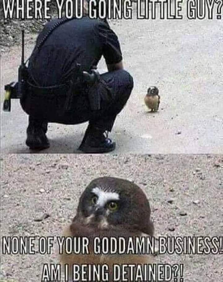 This meme is a play on the classic "Where's the little guy?" phrase, but with a twist. The top image shows a police officer crouing down to talk to a tiny bird, while the bottom image shows a much larger bird with a s...