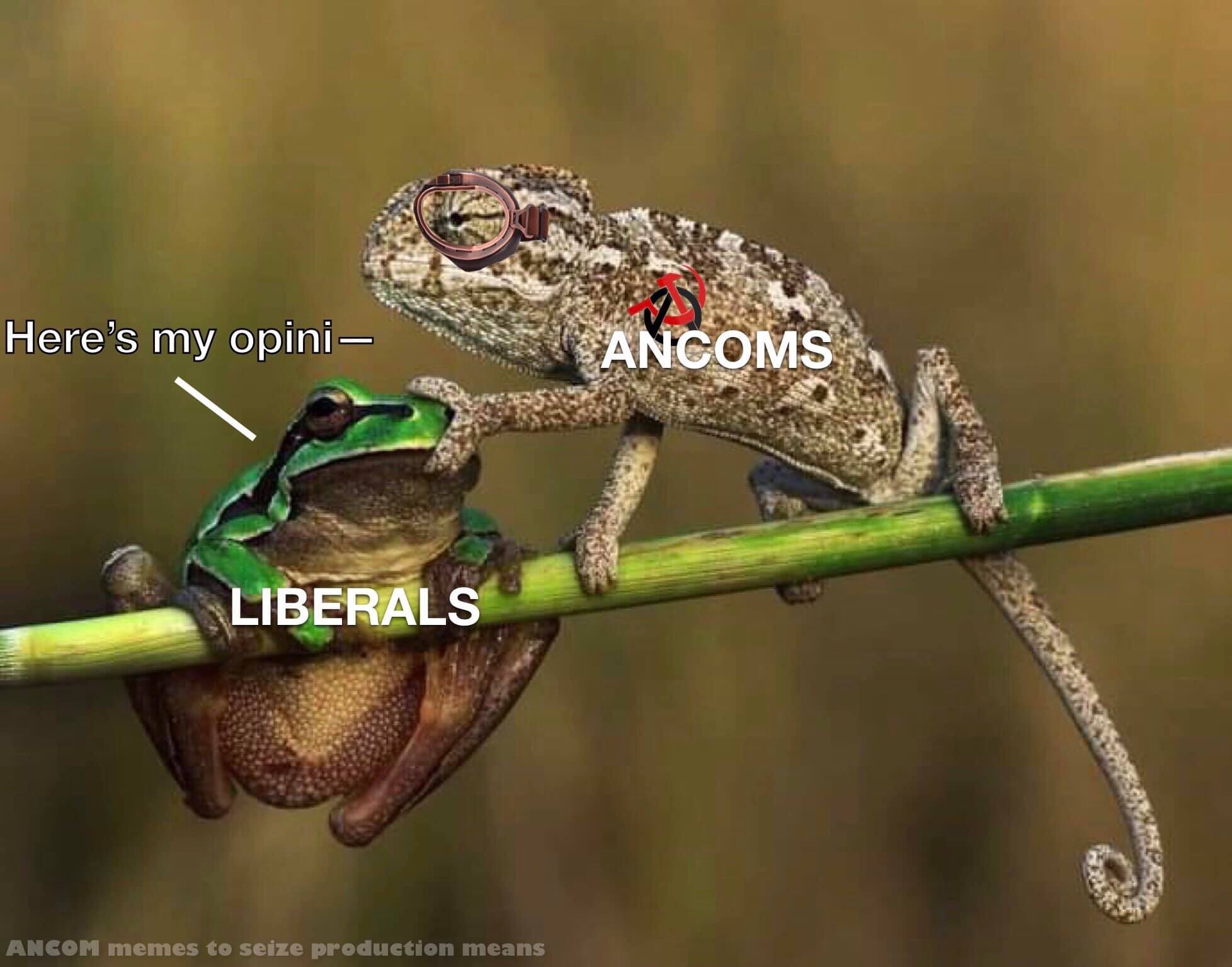 The meme features two frogs, one labeled "LIBERALS" and the other "ANCOMS," perched on a branch. The frog representing ANCOMS has its eyes closed, symbolizing a lack of awareness or understanding. The text "Here's my opini-" is written above the ANCOMS frog, implying that it is about to share its opinion. The frog labeled "LIBERALS" appears to be listening intently, while the ANCOMS frog is attempting to communicate with it. The background of the image is blurred, with the text "ANCOM memes to seize production means" written at the bottom. The meme humorously highlights the idea that ANCOMS may not be fully aware of the impact of their opinions on others, particularly liberals.
