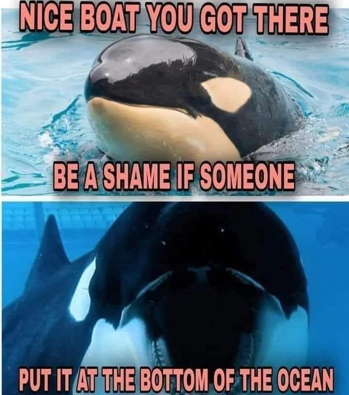 This meme is a humorous comparison between a person's self-worth and a whale's self-worth. The text reads: "Nice boat you got there. Be a shame if someone... put it at the bottom of the ocean." The image features an orca (also known as a killer whale) with a boat-like object in its mouth, implying that the orca is threatening to destroy the boat. The text is a play on the phrase "be a shame if someone" and is used to threaten someone's possession.