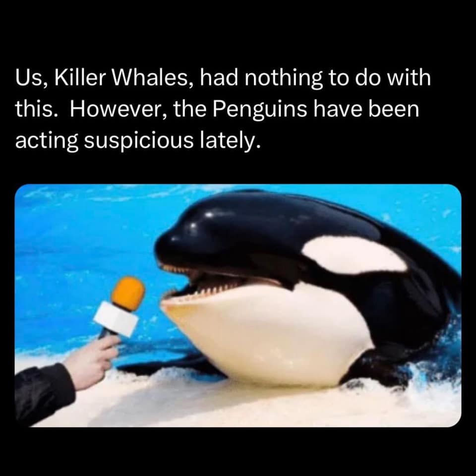 This meme is a humorous image that juxtaposes the idea of "Killer Whales" being "us" (humans) with the fact that they are actually known as "Killer Whales" because of their reputation as a threat to other animals. The image shows an orca (a type of whale) being interviewed on a TV news show, with a reporter holding a microphone and asking it a question. The text above the image reads: "Us, Killer Whales, had nothing to do with this. However, the Penguins have been acting suspiciously lately."