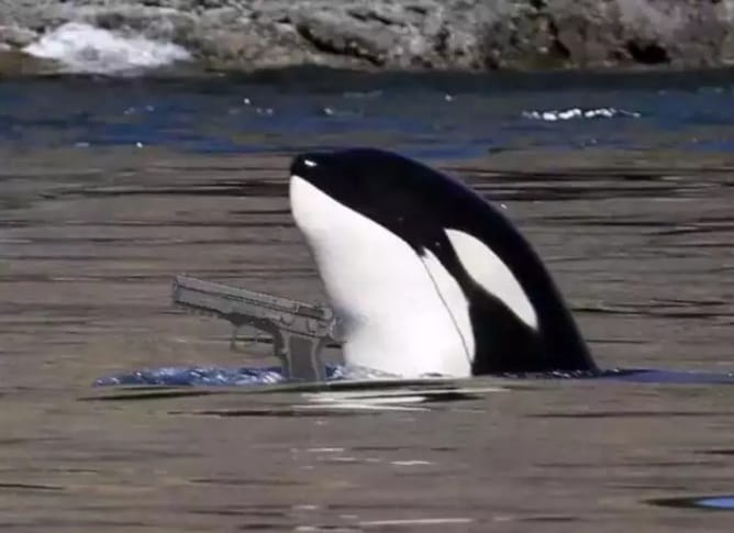 The meme is a still image of a whale (not a orca) swimming in the ocean, but it's been Photoshopped to be holding a gun and making a "pistol" gesture with its fin. The image is captioned "Whale" and has a "whale" (not an orca) in it.