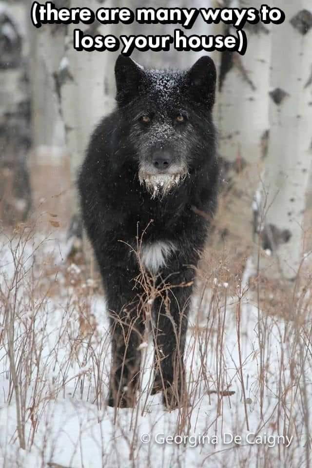 This meme features a picture of a large, dark wolf with a menacing expression, likely in a snowy or forested environment. The image is accompanied by the text "(there are) (many) ways to lose your house" which is likely a humorous or ironic statement about the potential consequences of a wolf's presence. The meme is likely intended to be humorous or playful, rather than a serious warning about wolves.