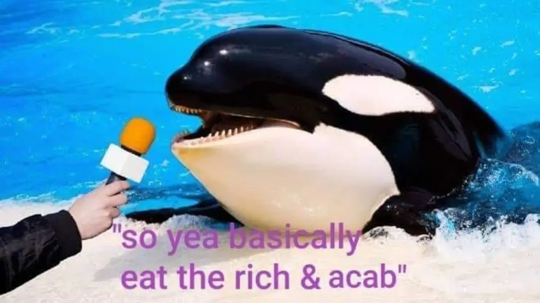 This meme features a photo of an orca (also known as a killer whale) with a microphone in its mouth. The orca is speaking to a reporter, but its words are being translated to a humorous and satirical phrase, "so you eat the rich and the poor, and you're okay with it, so you basically eat the middle class."