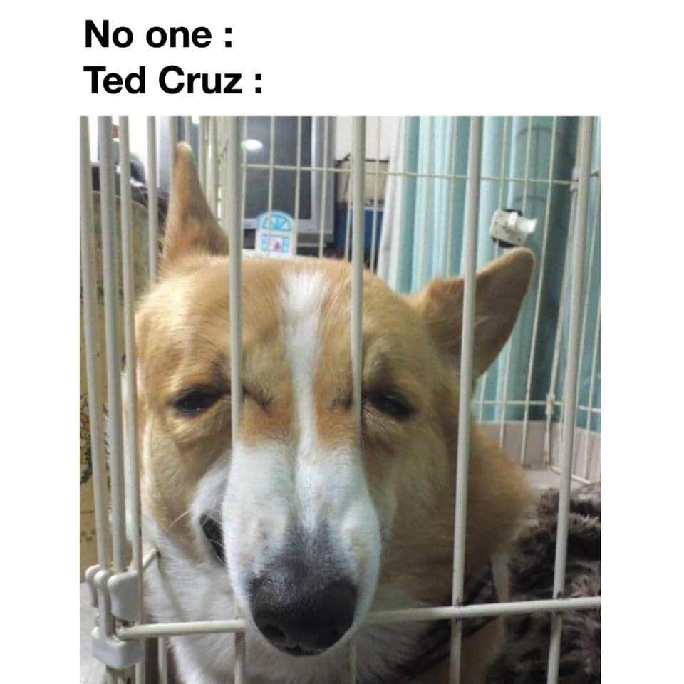 This meme is a play on the 2020 US presidential election, where the image of a dog with a confused expression is captioned "No one: Ted Cruz:". The implication is that even a dog, known for its intelligence, is smarter than Ted Cruz, a former US Senator and presidential candidate, suggesting that even an animal can understand the absurdity of his actions.