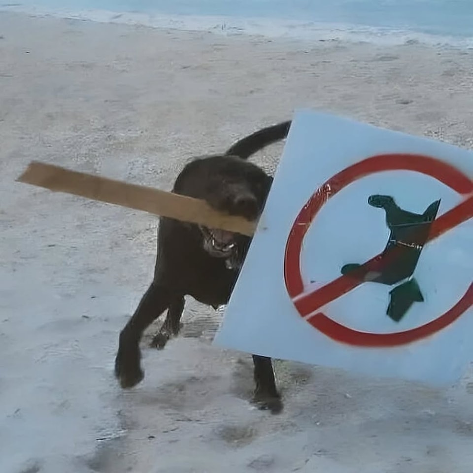 This meme features a photo of a dog on a beach, but its attention is focused on a sign in the foreground. The sign displays a "no dogs" symbol, but the dog is enthusiastically trying to get to the beach despite the sign. The text on the sign reads "No dogs allowed".