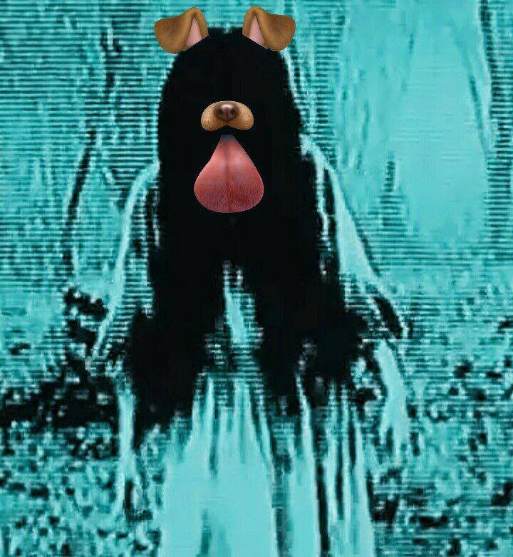 The meme is a picture of a dog's face with a distorted, glitchy effect. The image is captioned "I can see your face". The meme is likely referencing a situation where someone is trying to hide or disguise their identity, but the "face" is still visible.