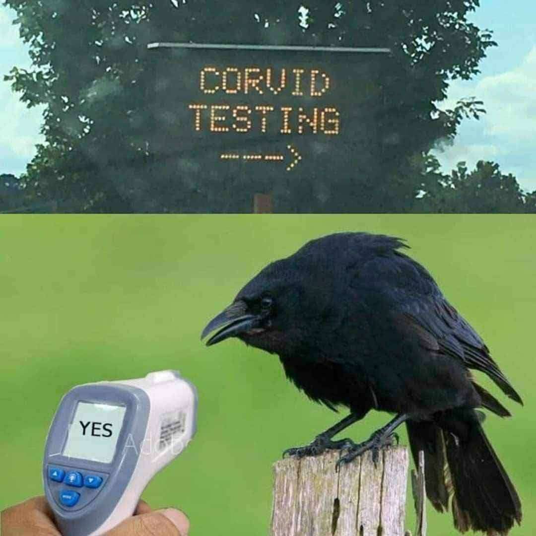 This meme is a play on the COVID-19 pandemic and the "C-19" test that was used to diagnose the virus. The image shows a sign that says "COVID-19 Test" but has a typo and reads "CORVID-19 Test" instead, which sounds like the word "covid" but is actually "corvid", a type of bird.