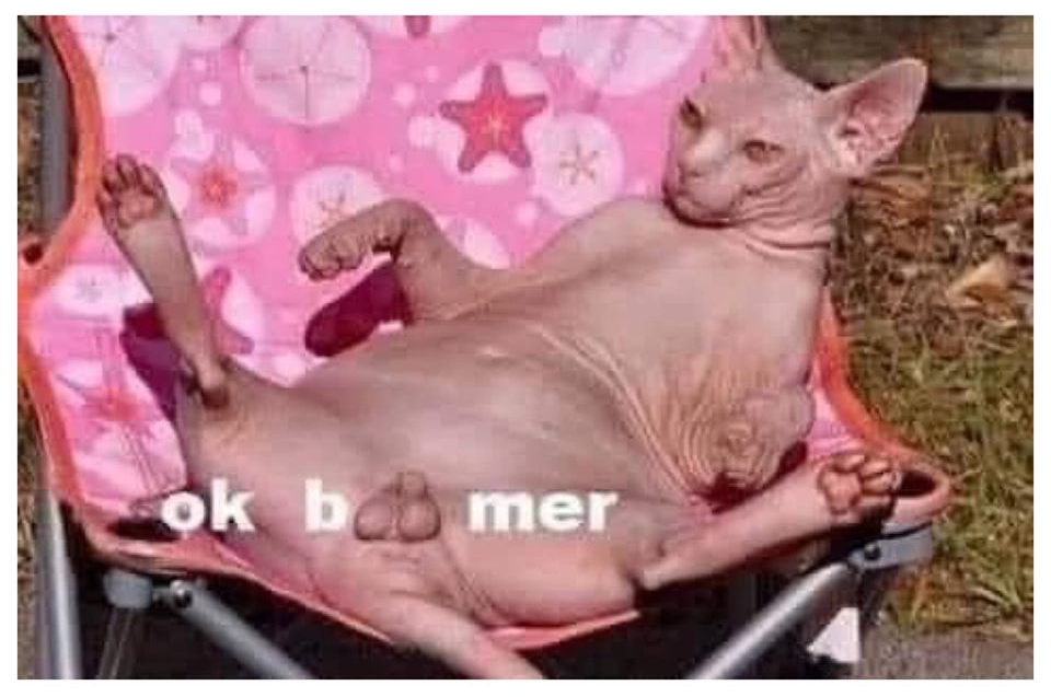 The meme features a photo of a cat with a shaved body, its skin stretched tightly over its bones, sitting in a chair. The image is captioned "I can smell the desperation."
