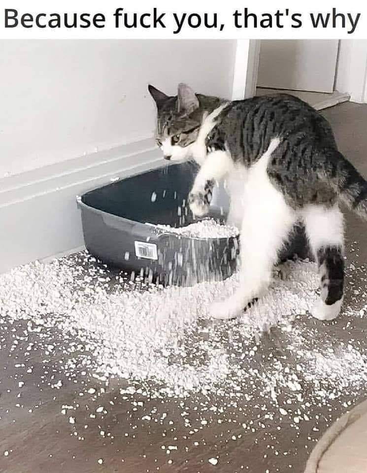 This meme is an image of a cat standing over a litter box, surrounded by a mess of shredded paper or litter. The cat looks guilty and the text "Because I said so" appears above the cat.