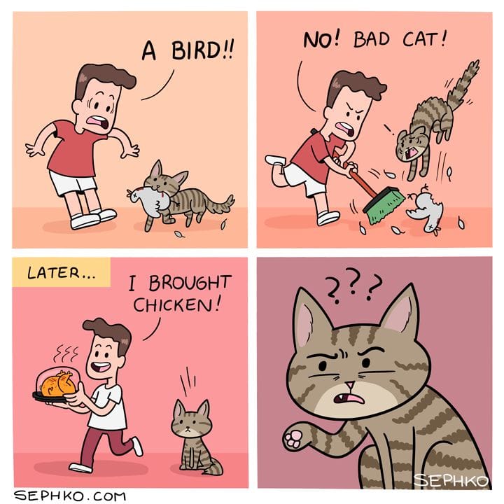 This meme is a comic strip with four panels. The first panel shows a man yelling "A bird!" as a bird flies into his house. The second panel shows the man yelling "No! Bad cat!" as his cat attacks the bird. The third panel shows the man bringing in a chicken to feed the cat, saying "Later... I brought chicken!" The fourth panel shows the cat looking disappointed and confused, with a thought bubble saying "I wanted bird..."