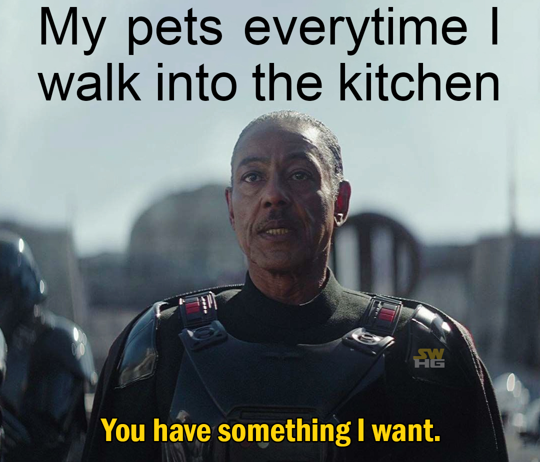 This meme features a character from the Star Wars universe, specifically the Mandalorian, with a humorous expression. The text above the character reads, "My pets every time I walk into the kitchen," implying that pets are always eager to receive food or attention. The text below the character says, "You have something I want."