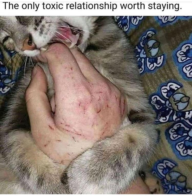 The meme features a photo of a cat with its paws wrapped around a human hand, with the cat's claws out and visible. The image is captioned "The only toxic relationship worth staying in." The joke is that the cat is holding onto the hand so tightly that it's essentially "staying" in the relationship, implying that the cat is more committed to the relationship than a person would be in a toxic partnership.