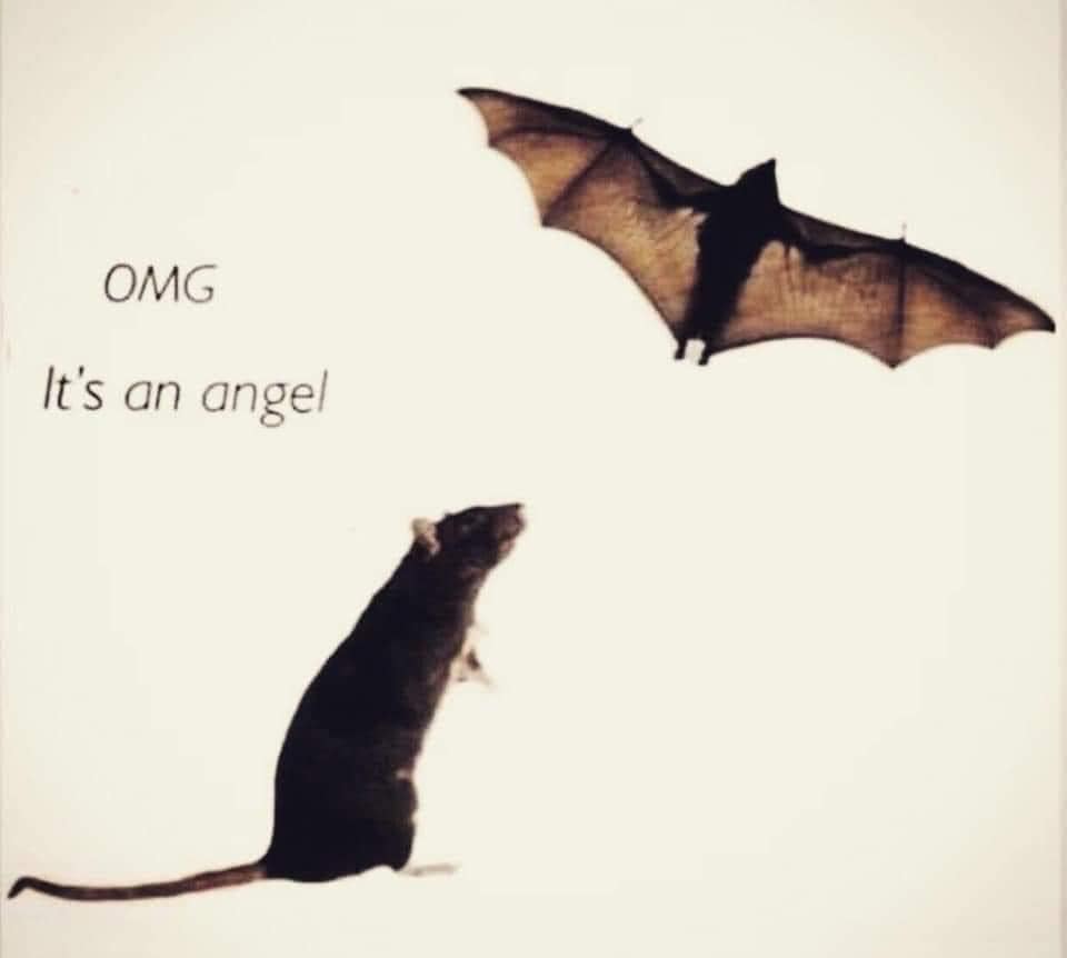 This meme is a play on the phrase "it's a bird, it's a plane, it's a bird, it's a plane" (a reference to Superman's iconic entrance in the 1978 film). The meme features a shocked mouse looking up at a bat flying overhead, with the text "it's a bat, it's a bird, it's a bat, it's a bird" written above it.
