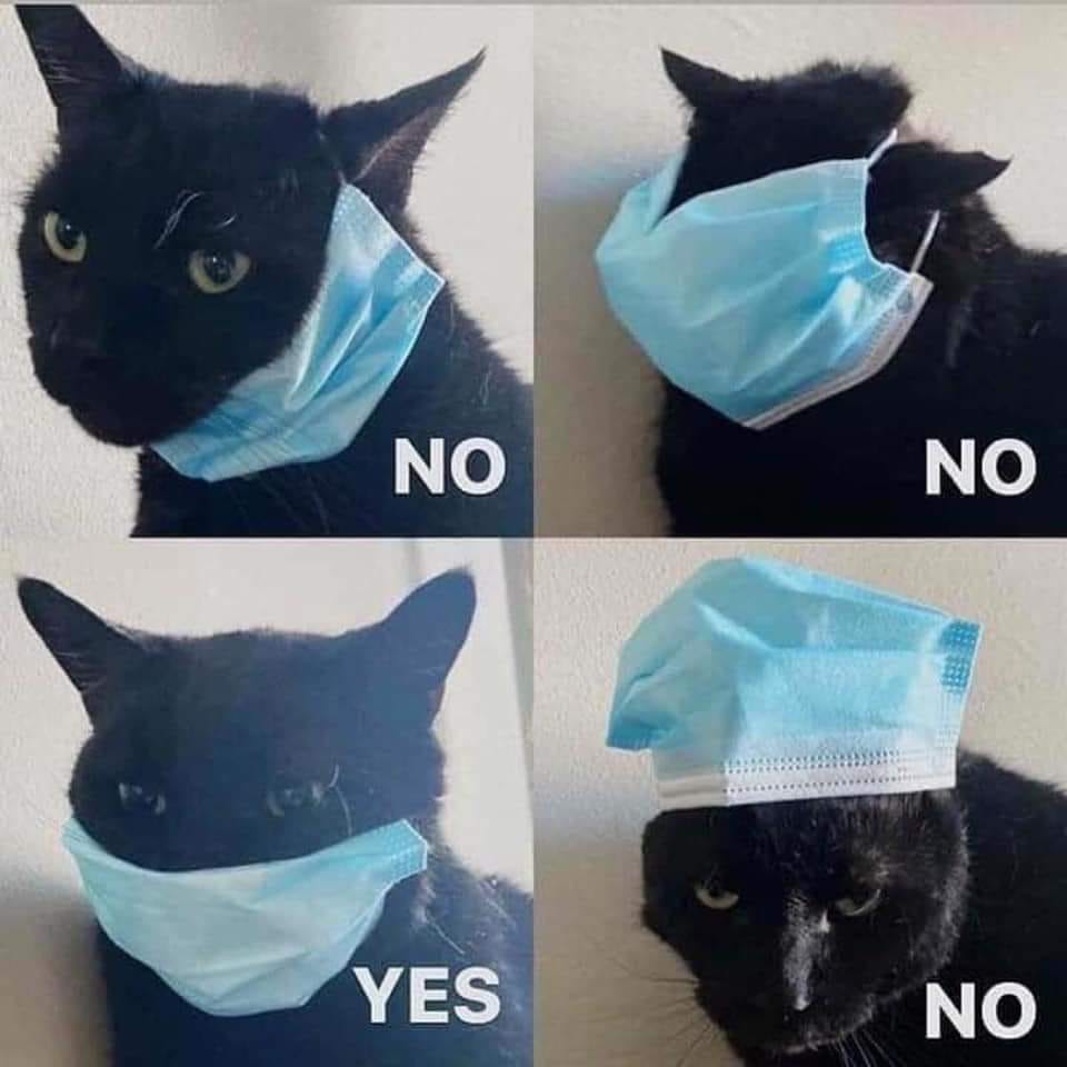This meme is a humorous image of a cat wearing a mask, with two panels showing the cat's reactions to being asked to wear a mask. The first panel shows the cat looking annoyed and refusing to wear the mask, with the caption "NO". The second panel shows the cat reluctantly putting on the mask, with the caption "YES".