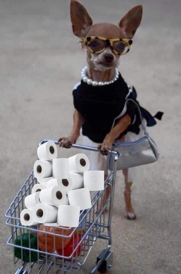 The meme features a photo of a dog, likely a Chihuahua, dressed in a miniature business suit and wearing sunglasses. The dog is standing in front of a shopping cart filled with toilet paper rolls, with the text "When you realize you're going to need a lot of toilet paper for the next 4 years" appearing above the image. The meme is a humorous commentary on the COVID-19 pandemic and the subsequent toilet paper shortages.