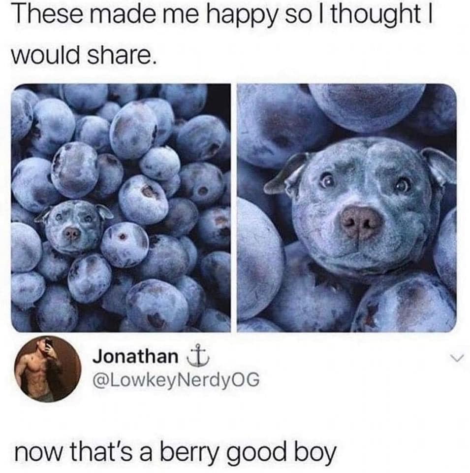 The meme is a play on words using a photo of a dog's face Photoshopped onto a pile of blueberries. The text "They're not laughing now" is written above the image. The image is humorous because it takes a common phrase and applies it to a situation where a dog's face is literally "laughing" among a bunch of blueberries.