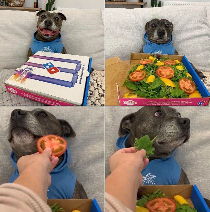 The meme features a photo of a dog wearing a blue shirt, sitting in front of a pizza box with a salad on top of it. The image is captioned "I ordered a pizza but they brought me a salad". The meme is a humorous take on a common experience of ordering food that doesn't match what you asked for.