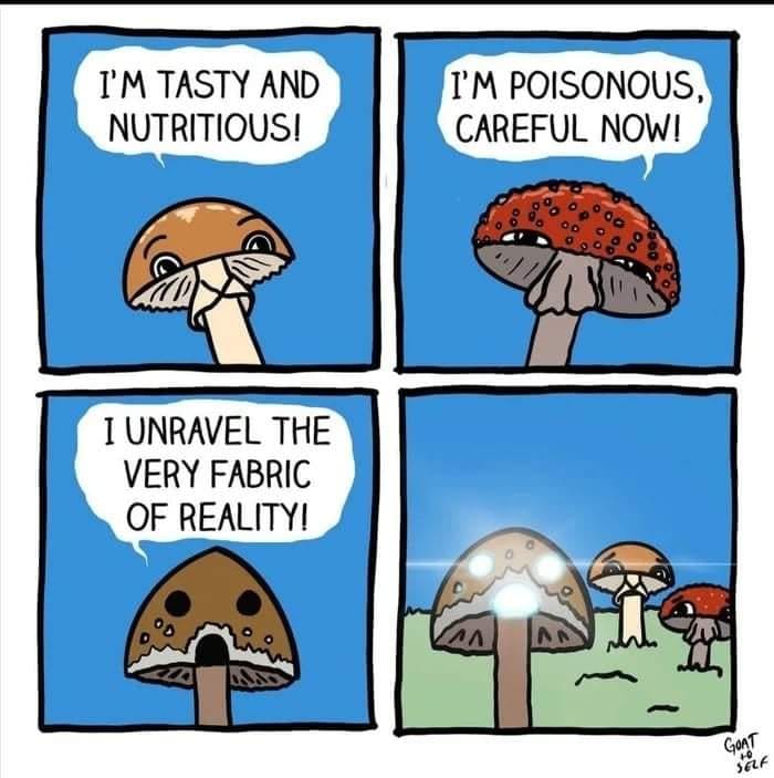 This meme is a comic strip featuring four panels with mushrooms. In the first panel, a mushroom says "I'm tasty and nutritious!" In the second panel, it says "I'm poisonous and deadly!" In the third panel, it says "I'm a deadly poisonous mushroom!" In the fourth panel, it says "I'm a mushroom!"