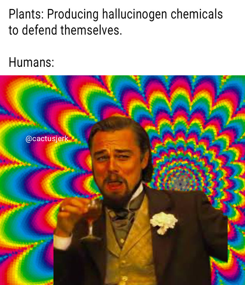 The meme is a humorous commentary on the relationship between humans and plants. It features a picture of a character from the movie Django Unchained, played by Leonardo DiCaprio, with a shocked and disgusted expression. The text above the image reads "Plants: Producing hallucinogenic chemicals to defend themselves. Humans: [image of Leonardo DiCaprio's character from Django Unchained, with a shocked and disgusted expression, captioned 'Me when I find out plants are trying to kill me']"