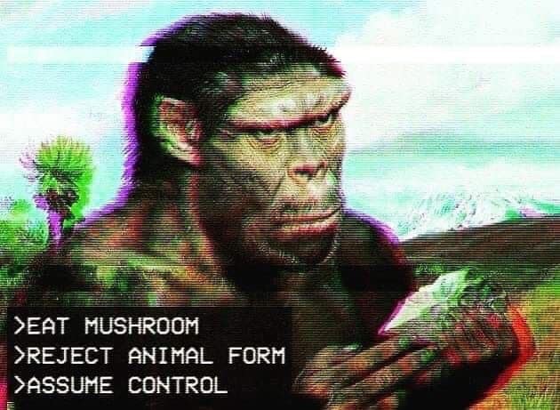 The meme is an image of a chimpanzee with a surprised expression, and the text "EAT MUSHROOM / REJECT ANIMAL FORM / ASSUME CONTROL" appears in a retro-style font at the bottom of the image. The image is likely a reference to a sci-fi or fantasy story where a character is given a magical mushroom that allows them to transform into a powerful creature. The text is a humorous and ironic take on the idea of a character's transformation, implying that they are not just transforming into a powerful creature, but also rejecting their animal form and assuming control.