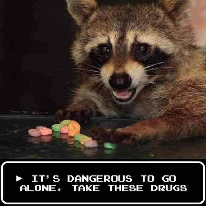 This meme features a picture of a raccoon holding a handful of pills, with a caption that reads "It's dangerous to go alone! Take these drugs." The image is a playful reference to the classic video game "The Legend of Zelda," where the character Link is warned by an old man that he should not travel alone and is given a sword and shield to help him on his journey. The meme applies this same warning to a raccoon, implying that it's also not safe to be alone and that the raccoon needs some "help" in the form of pills.