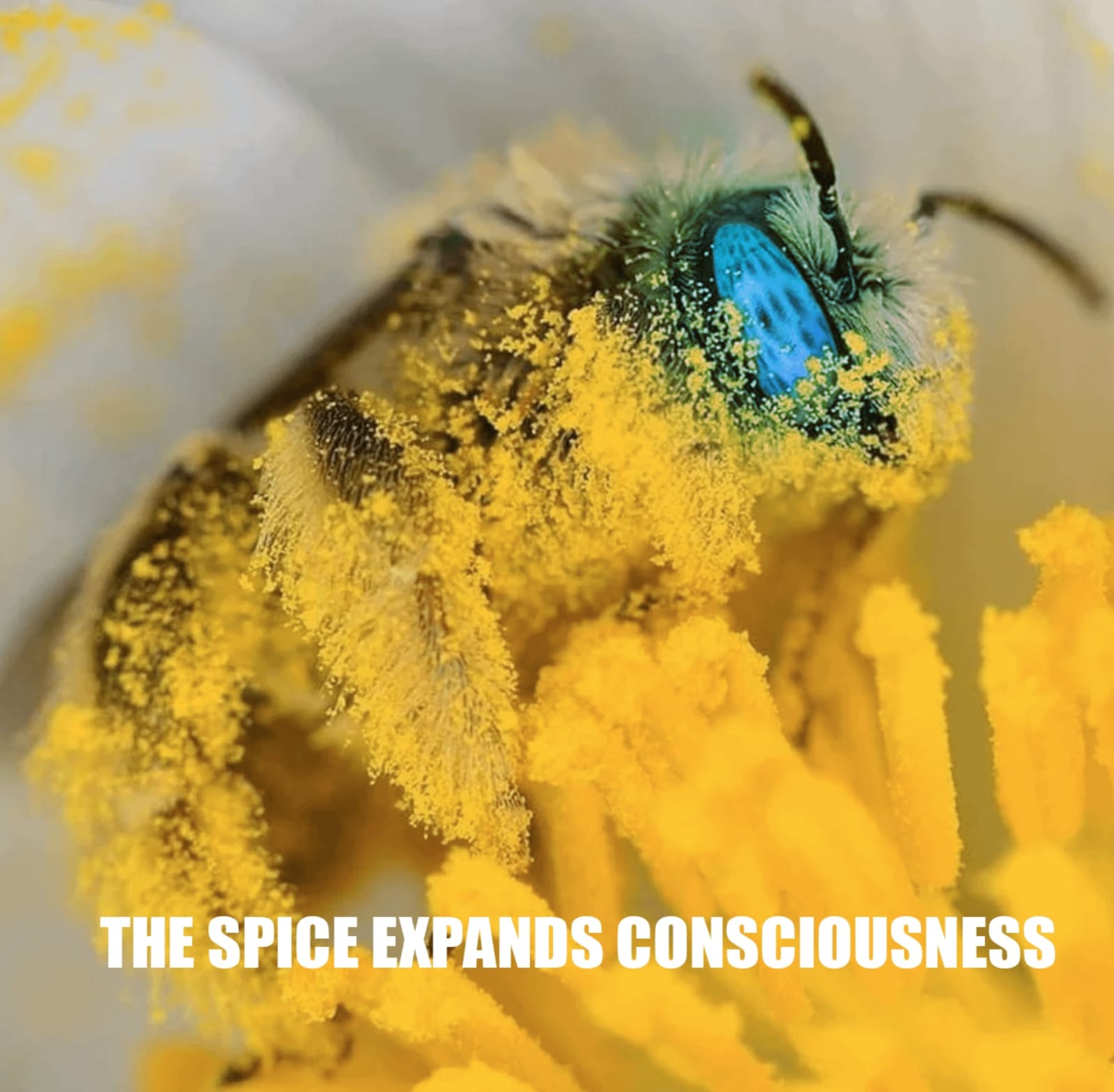 This meme is an image of a bee with a caption "The bee is the first thing that will survive a nuclear apocalypse."