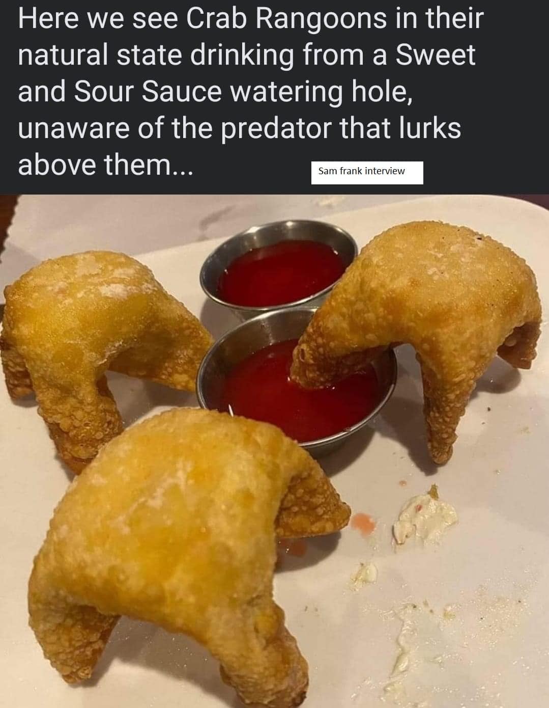 This meme is a humorous image of a plate of "crab rangoon" (a type of Chinese-American appetizer) with a caption that implies the food is so good that it's like eating a real crab. The text reads: "Here we see crab rangoon in their natural state, drinking from a sweet and sour sauce, unaware of the predator lurking above them."
