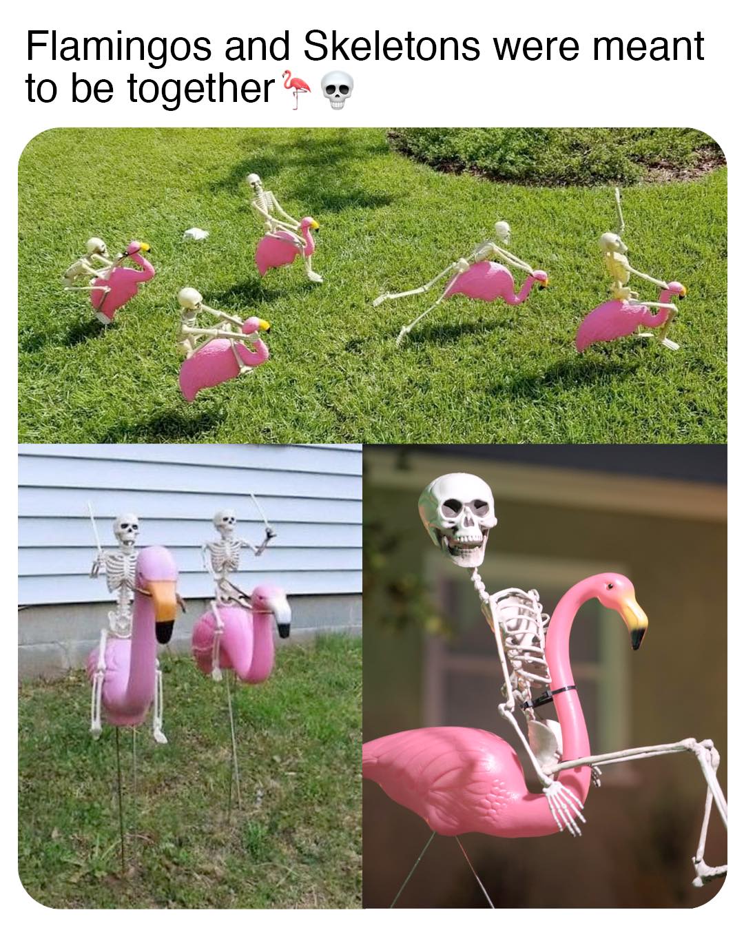 This meme is a humorous image that juxtaposes the idea of "flamingos" and "skeletons" being meant to be together. The image shows a group of skeletons riding flamingos, with the caption "Flamingos and Skeletons were meant to be together". The meme is a playful and absurd take on the idea of unlikely friendships or relationships.