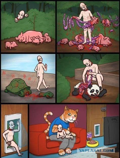 This meme is a humorous illustration that juxtaposes two seemingly unrelated scenarios. The top panel shows a child being chased by a pig, while the bottom panel shows the same child being attacked by a giant cat. The text "I used to be afraid of everything, then I was attacked by a pig and a cat and now I'm just afraid of my cat" appears in the image.