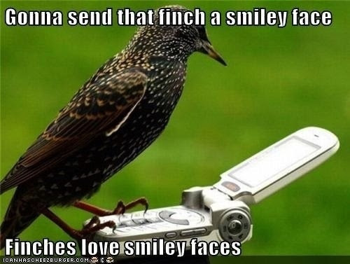 The meme features a picture of a bird, likely a starling or a myna, sitting on top of a camera or smartphone. The bird is looking directly at the camera, and its expression is meant to be humorous or playful. The text above the bird reads "Gonna send that finch a smiley face" and the text below reads "Finches love smiley faces".
